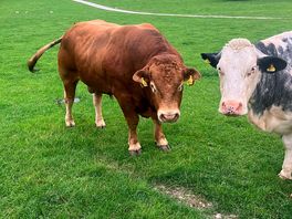 The locals