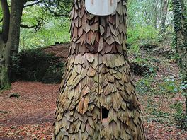 Interesting things in the woods.