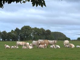 Neighboring field