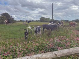 The friendly cows