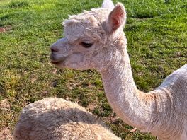 The camp alpacas x