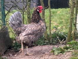 Chicken
