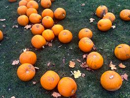 Lots of halloween activities for the kids