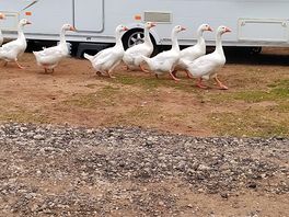 A gaggle of geese strutting around the campsite!
