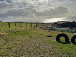 Dog field