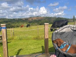 Dougie enjoying the view too