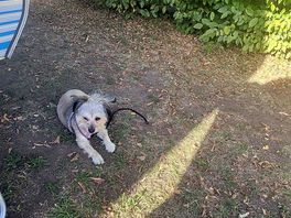 Ma chienne sibelle est heureuse...