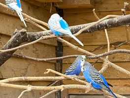 The aviary