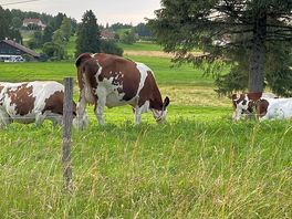 Just some cows doing cow things