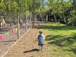 Finding the piglets