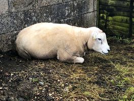 Sheep