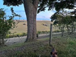 Room with a view