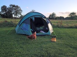 Perfect morning opening up to see the chickens