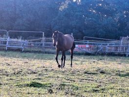 Horse on site, very friendly