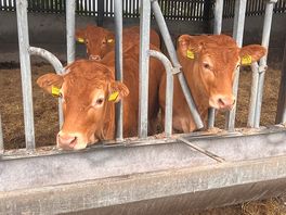 Animals on site