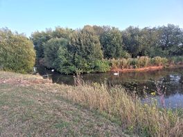 Large pond with swans next to campsite