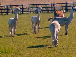 The beautiful alpacas