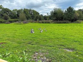 Field by the camping pods