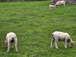 Future lamb chops