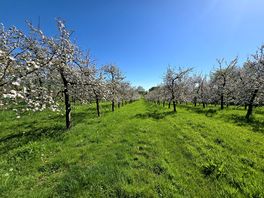 Orchard
