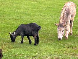 Donkey and goat
