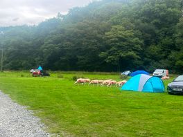 Sheep came to say hello