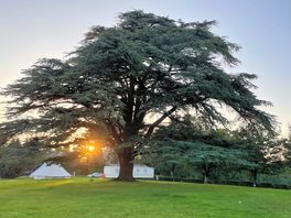 Most amazing tree ive seen