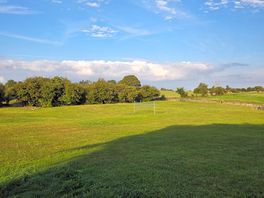Adult field