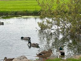 Peaceful river in the site