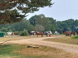 Wild horse