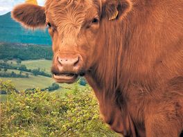 A cow we met the top of the hill