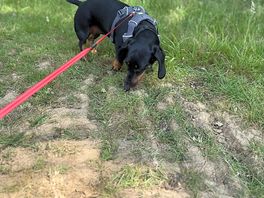 Wonderful for dog walks