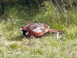 Pheasant