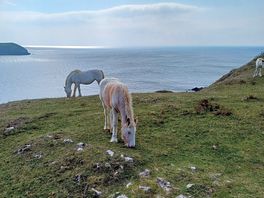 View of wild horses on coastal path