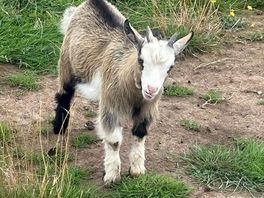 Baby goat