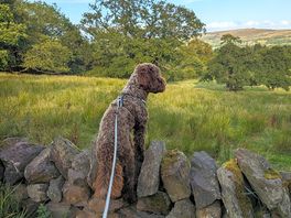 Teddy the cockerpoo