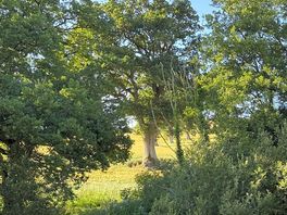 View through the trees