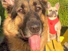 Our dogs loved this site.