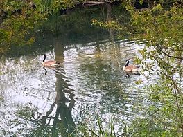 Pond