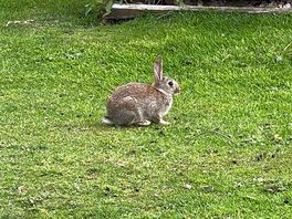 Bunny rabbits