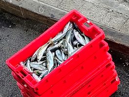 Local fisherman bringing in the catch