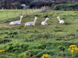 Alpacas on the campsite