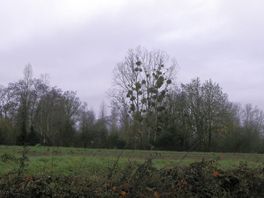 Mistletoe in the trees.