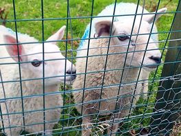 Sheep