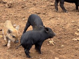 Piglets nearby