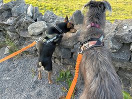 Great dog walks