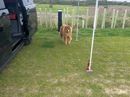 Teddie enjoying outdoor life