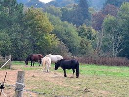 Friendly horses/ponies