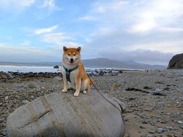 Kenshi on the local beach
