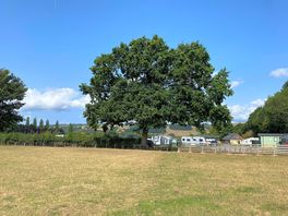 The mighty oak!